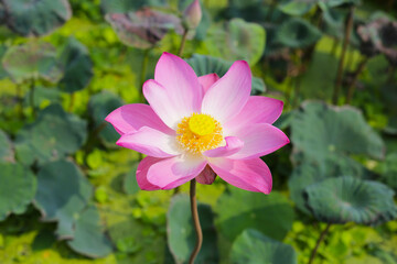 Beautiful pink lotus flower in full bloom