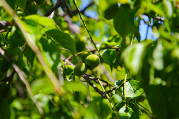 Prunus mume fruits on tree