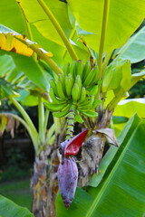 A cluster of green bananas hanging from a banana tree