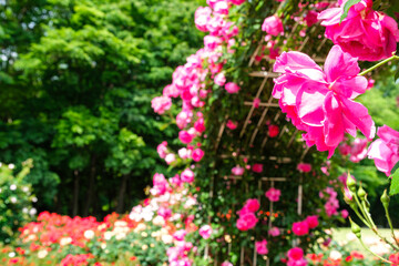 埼玉スタジアムの薔薇