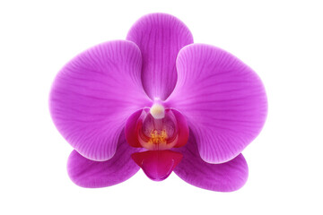Close-up pink orchid blossom displaying vivid petals, prominent labellum, standing against transparent white background
