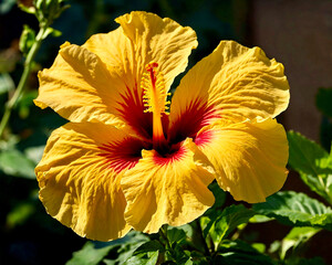 A bright yellow hibiscus flower in a sunlit garden........AI generated illustration. 