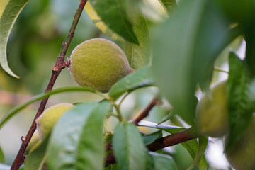 Fototapeta premium Green peaches on a tree branch. Unripe peaches