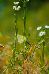 A delicate pale yellow butterfly with subtle spots rests on a green plant stem