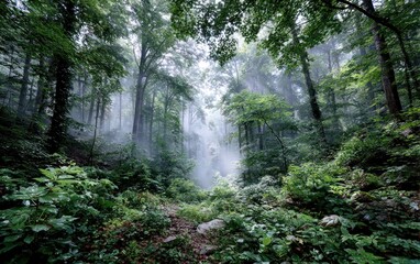 Lush forest shrouded in mist