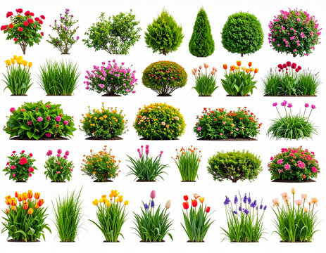 Various types of flowers grass bushes shrub and small plants isolated - Powered by Adobe