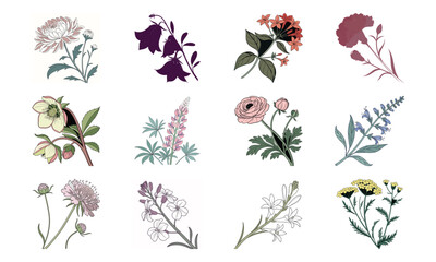 Beautiful Hand Drawn Botanical Flower Illustrations Collection In Vintage Pastel Style – Elegant Bloom Designs Perfect For Nature Art, Stationery, And Digital Prints (24)