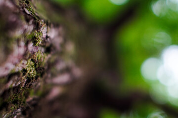 Textured Tree Trunk with Moss and Blurred Green Background