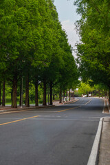 A serene journey down a beautiful tree-lined street with lush green foliage creating a natural tunnel