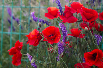 Fototapeta premium Vibrant red poppies and purple lavender blooms grow together in a lush garden, with a blurred green fence in the background.