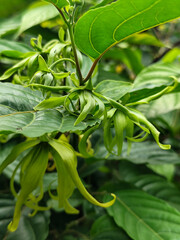 Close-up photo of ylang-ylang flowers (Cananga odorata) with unique and detailed curved green petals, surrounded by beautiful green leaves, suitable for a nature photography collection.