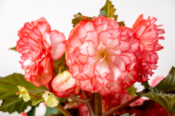 Begonia blooming on white background. Delicate double pink flowers.