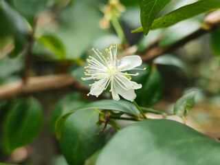 Close-up photo of small white flowers with prominent yellow stamens and delicate petals, surrounded...