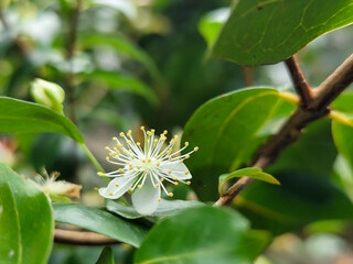 Close-up photo of small white flowers with prominent yellow stamens and delicate petals, surrounded...