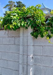 lush green hops vine gracefully climbs concrete fence under clear blue sky, showcasing vibrant leaves and natural beauty in tranquil environment. close up.