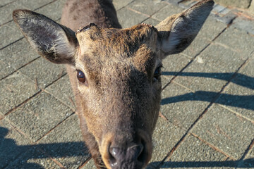 An adorable and curious wild Sika deer from Miyajima Island, Japan, looks directly up into camera. This intimate, high-angle portrait captures the friendly nature of the island's famous tame wildlife