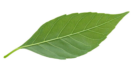 Fototapeta premium Fresh, Vibrant Green Bay Leaf Isolated on a White Background Ideal for Culinary Use, Herbal Remedies, and Natural Decoration Ideas