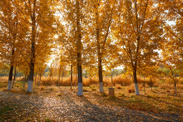 Autumn forest's dappled light and shadow, red leaves and fallen leaves
