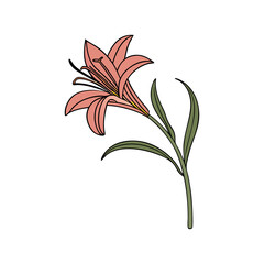 flowers with a white background