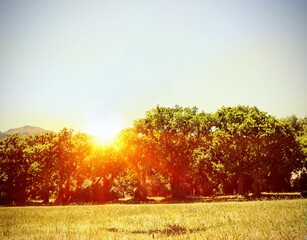 Mature deciduous tree line is glowing in flat design dry grass, with sunburst and lens flare