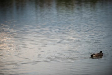 Mallard duck swimming in lake