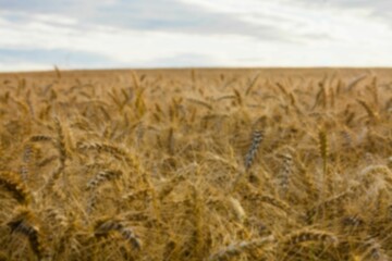 Wheat field against cloudy sky © vectorfusionart
