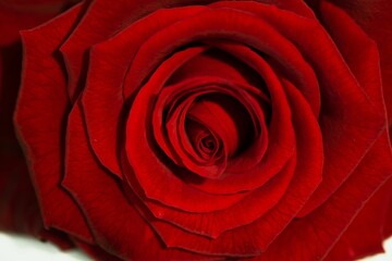 Fototapeta premium Vector illustration is showing velvety red rose blossom with veins, spiraling bud, neutral backdrop