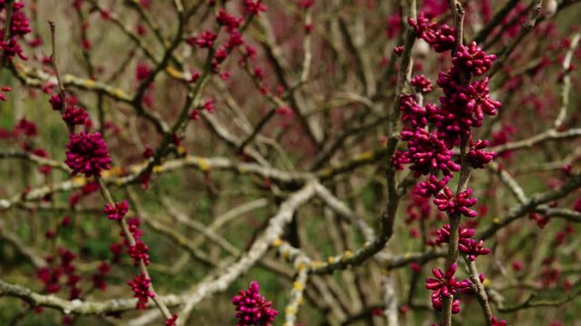 Beautiful pink flowers blooming on an Eastern Redbud tree branch in early spring, creating a vibrant display of color against the bare branches