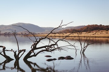 Dead tree trunk and hippo backs are emerging from calm water in flat design savanna landscape
