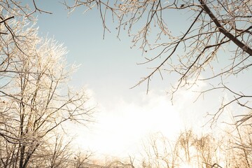 Low angle of bare tree on a sunny day