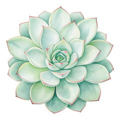 Detailed Close-Up of Light Green Succulent Plant with Soft Petals in Watercolor Style