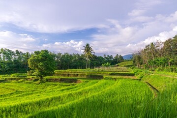 beautiful morning view from Indonesia of mountains and tropical forest