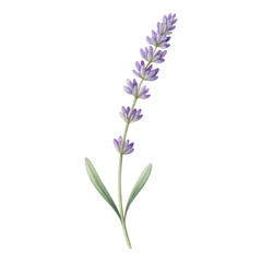 Obraz premium Single Lavender Flower Stem with Purple Petals and Green Leaves on White Background