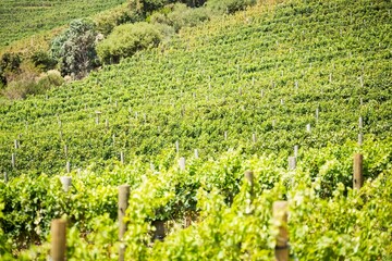 Rows of grapevines are stretching across sloping hillside in flat design, with wooden stakes