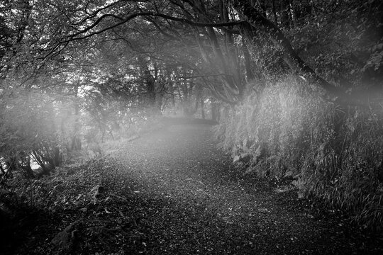 Fototapeta Dark way in the woods with smoke