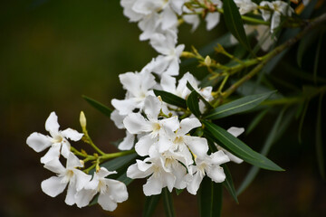 キョウチクトウ　oleander