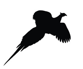 Obraz premium silhouette of flying pheasant, flying pheasant vector illustration 