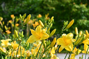 Obraz premium ヘメロカリス「ゴールデンアマリリス」 Daylily 'Golden Amaryllis'