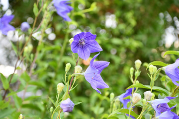 キキョウ　Balloon flower