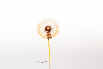 Minimalist close up of a yellow dandelion blossom against a softly blurred background