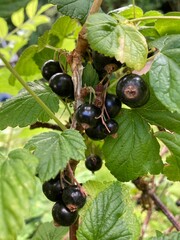 Schwarze Johannisbeeren wachsen im Garten