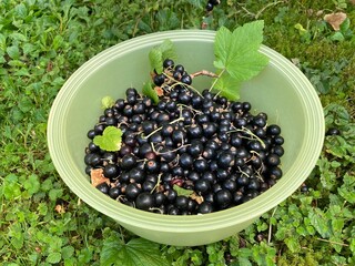 Schwarze Johannisbeeren nach der Ernte in einer Schüssel im Garten