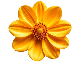 Bright yellow flower close-up
