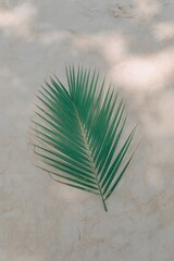 Palm Leaf On Beach © Generative Stock