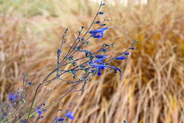 blue salvia flower and background of golden grasses
