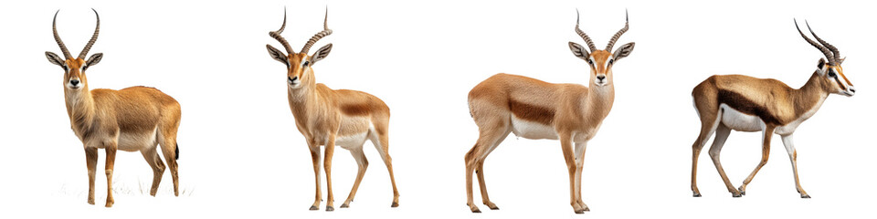 Obraz premium Collection of Gazelle Antelope Isolated on White Background - Wildlife of Africa