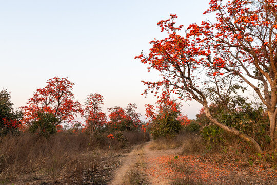 Palash Tree In full bloom during autumn in a country side forest in India 