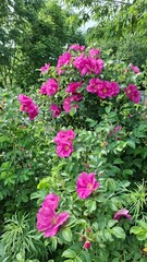 a wild rose bush with beautiful pink flowers, summer season