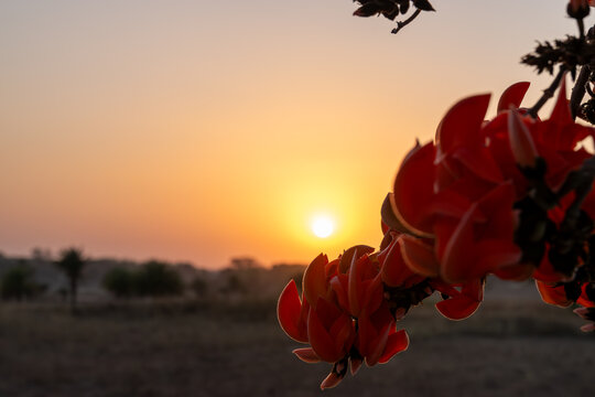 Palash tree branch full of fiery orange flowers during sunset in Purulia, West Bengal, India. A symbol of Indian spring and rural beauty in the dry season