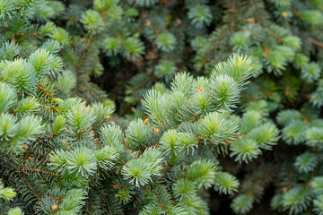 Blue spruce branches in the garden, texture of needles of a Christmas tree